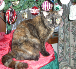 MandyDec2012.jpg (118237 bytes)