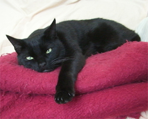 petey.jpg (70869 bytes)