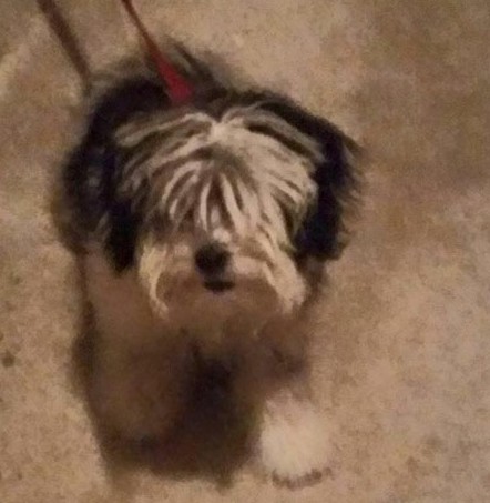 Archie Before