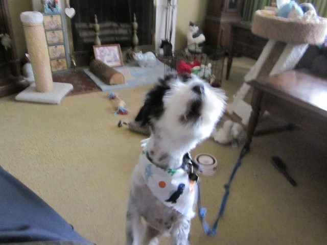 Archie FebB