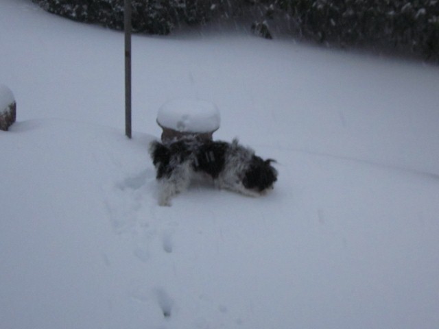 snow1