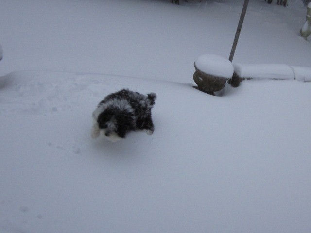 snow2