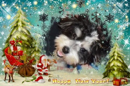 Happy New Year