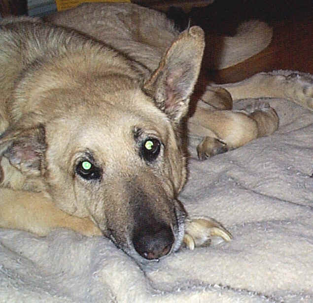 barneyondogbed.jpg (197875 bytes)