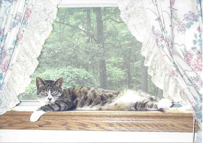 c1999windowsill.jpg (179433 bytes)