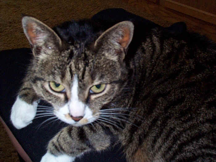critter00E.JPG (185158 bytes)