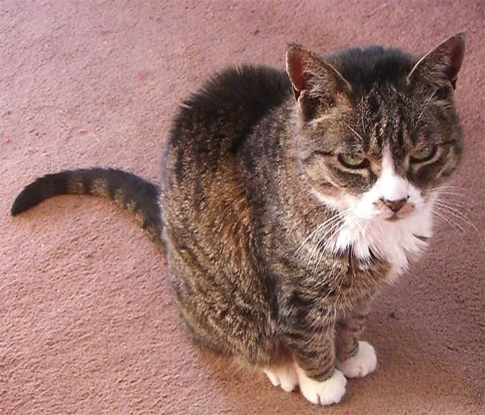 critter10_2.jpg (215380 bytes)