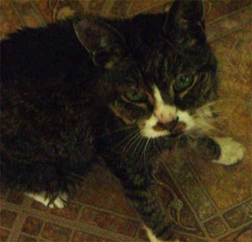 critter12B.jpg (119328 bytes)