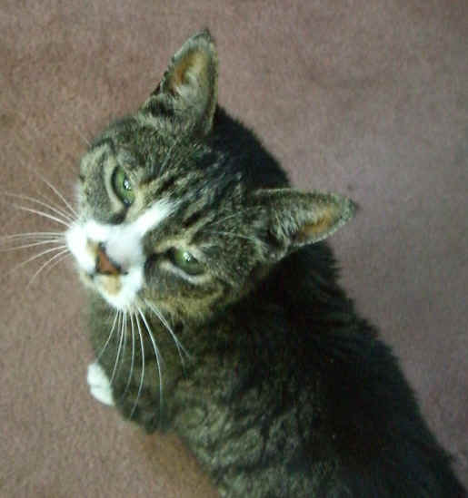 critter12C.jpg (20773 bytes)
