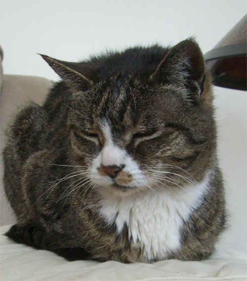 critter12D.jpg (127621 bytes)