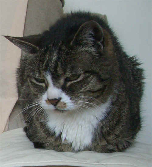 critter12E.jpg (120665 bytes)