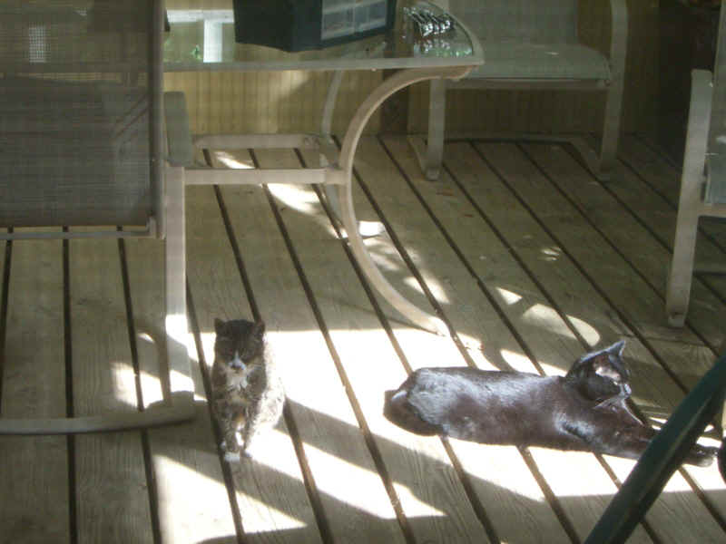 critter12G.jpg (186759 bytes)
