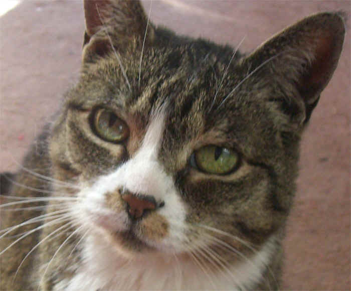crittergirl.jpg (161135 bytes)
