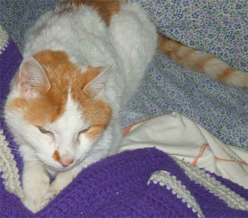 Frosty1.jpg (125436 bytes)
