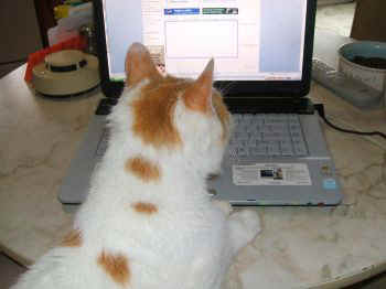 puterkitty1.jpg (44048 bytes)