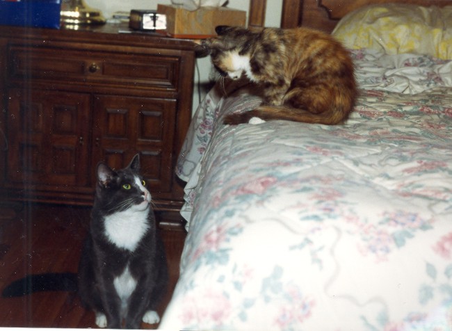1994_1.jpg (67054 bytes)
