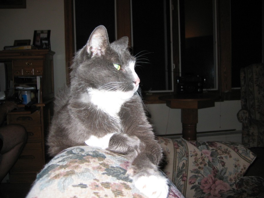gizmo.jpg (131213 bytes)