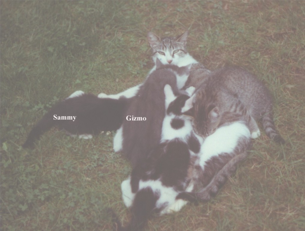 kittens.jpg (117194 bytes)