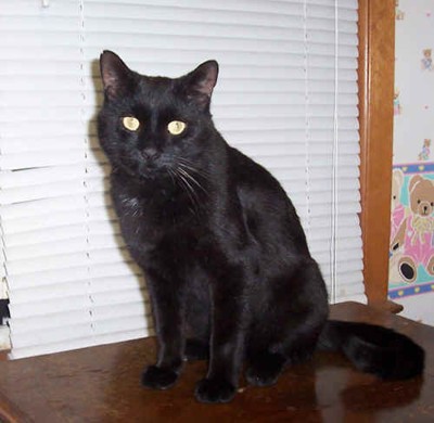 Junior1.jpg (92067 bytes)