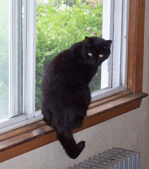 juniorwindow.jpg (129708 bytes)