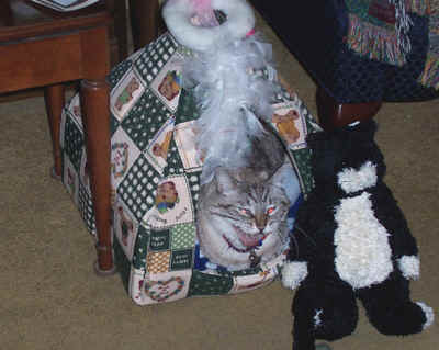 catinbed.jpg (84611 bytes)