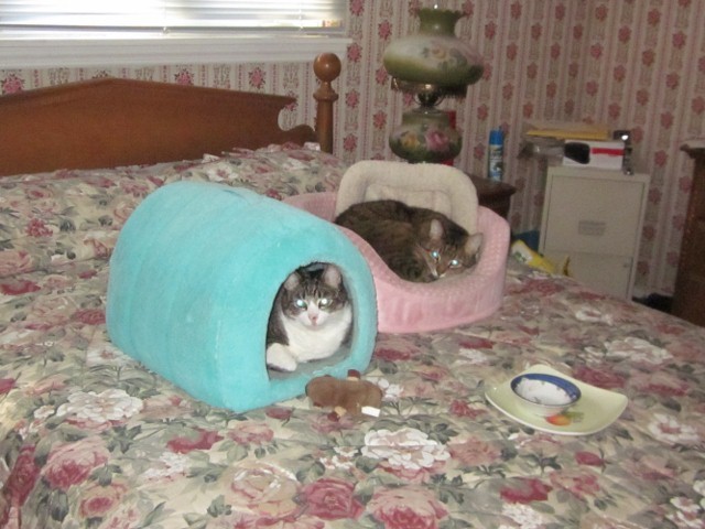 bothcats