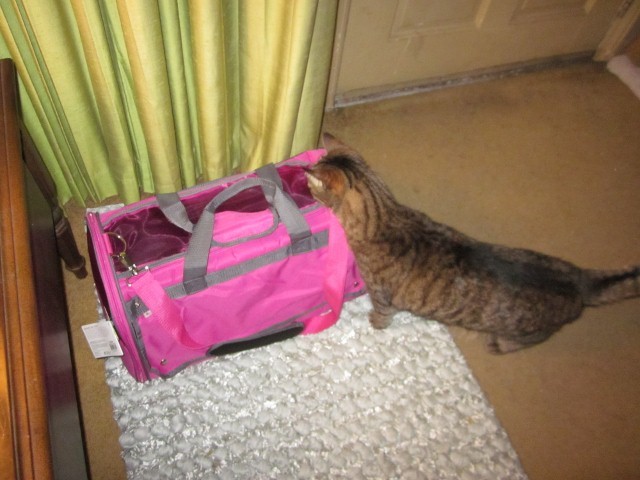 cat carrier