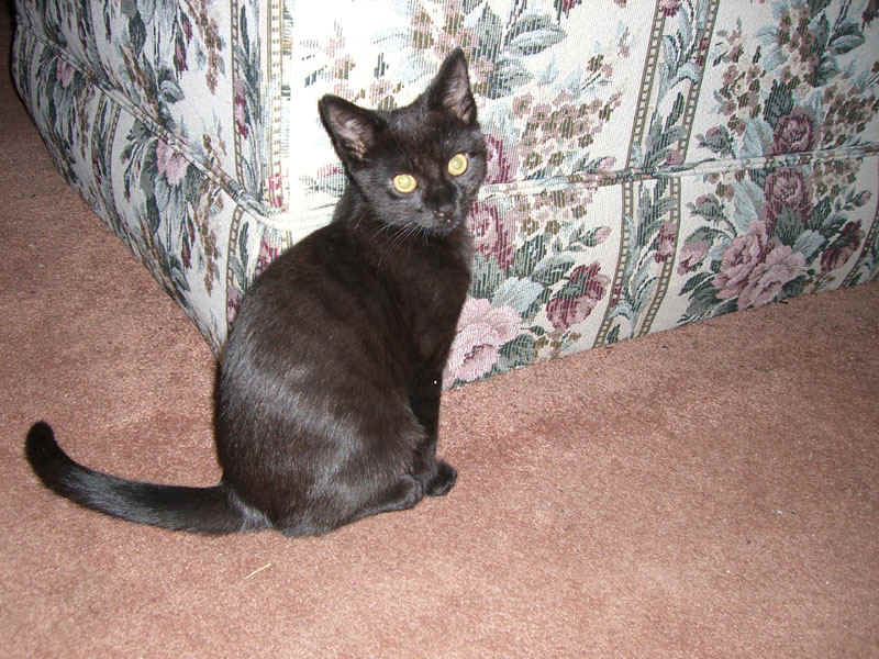 Petey15.jpg (196749 bytes)