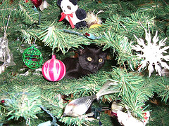 PeteyTree2.jpg (38695 bytes)