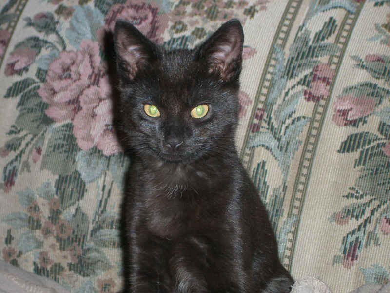 peteyoncouch.jpg (538220 bytes)
