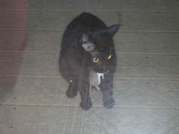 Mar2007PeteytheHunter.jpg (102803 bytes)