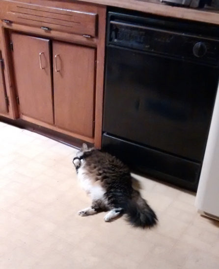 princess keeping cool