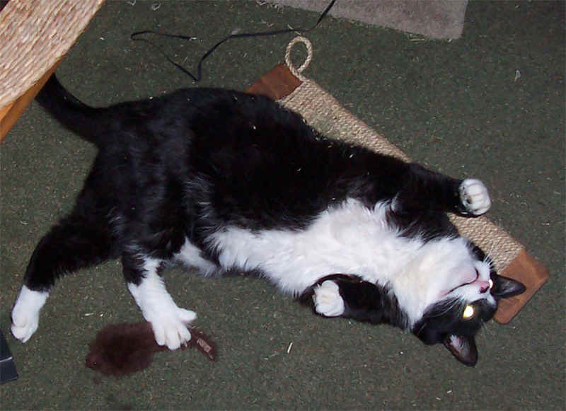 sammy1.jpg (213117 bytes)
