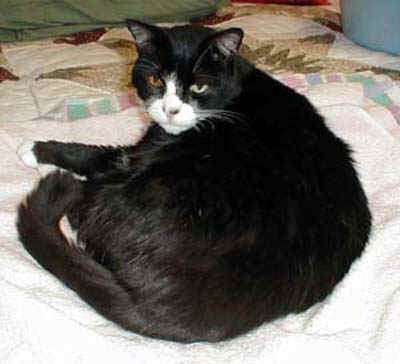 sammy3.jpg (38411 bytes)