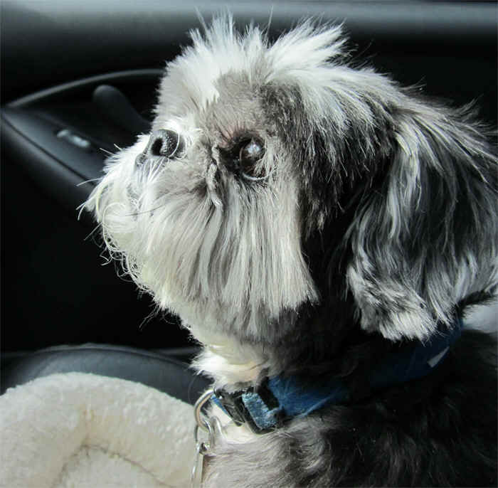newdog.jpg (371341 bytes)