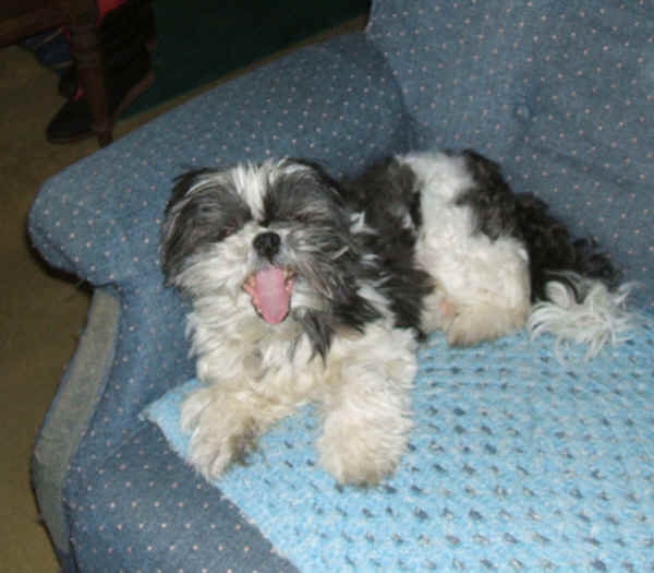 PrinceYawns.jpg (27152 bytes)